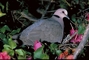 Redeyed Dove picture