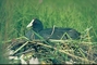 Redknobbed Coot picture