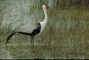 Wattled Crane picture