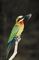 Whitefronted Bee-Eater picture