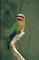 Whitefronted Bee-Eater picture