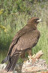 Wahlberg's Eagle