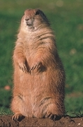 Black-Tailed Prairie Dog Magnet