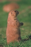 Black-Tailed Prairie Dog T-Shirt