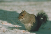 Eastern Gray Squirrel Magnet