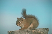 Red Squirrel Mousepad