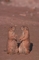 Black-Tailed Prairie Dog picture