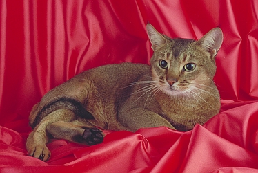 Abyssinian