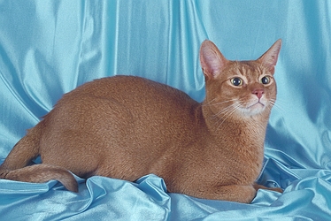 Abyssinian