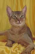 Abyssinian T-Shirt