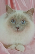 Birman Poster