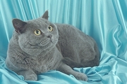 British Shorthair T-Shirt