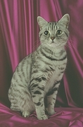 British Shorthair Poster