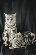 British Shorthair Poster