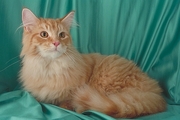 Maine Coon Poster