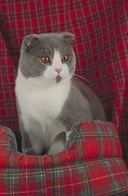 Scottish Fold T-Shirt