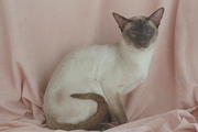 Siamese T-Shirt