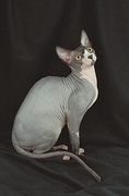 Sphynx Poster