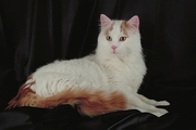 Turkish Van Poster