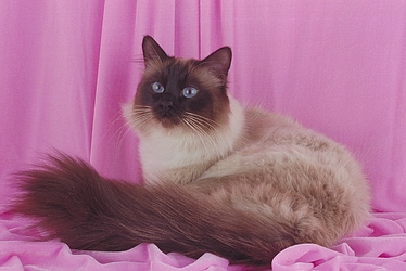 Birman