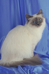 Birman