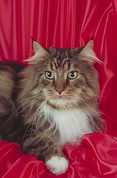 Maine Coon