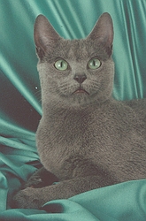 Russian Blue