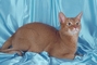 Abyssinian picture