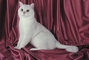 British Shorthair picture