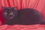 British Shorthair picture