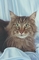 Maine Coon picture