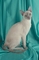 Tonkinese picture