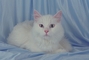 Turkish Angora picture