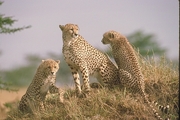 Cheetah Magnet