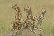 Cheetah Magnet