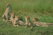 Cheetah Magnet