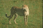 Cheetah Magnet