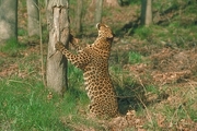 Leopard Magnet