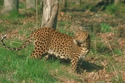 Leopard Magnet