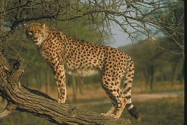 Cheetah