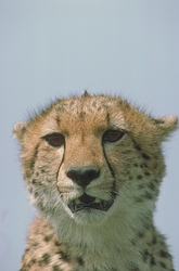 Cheetah