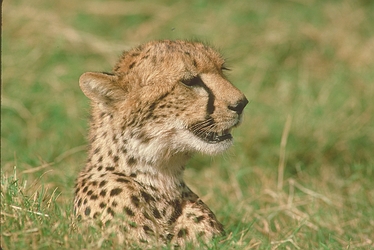 Cheetah