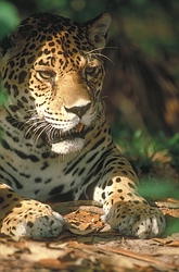 Jaguar