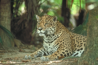 Jaguar