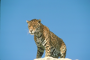 Jaguar