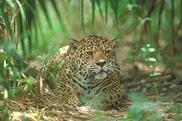 Jaguar