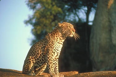 Leopard