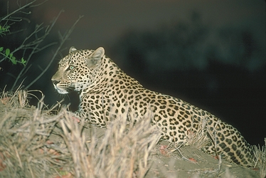 Leopard