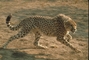 Cheetah picture