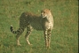 Cheetah picture